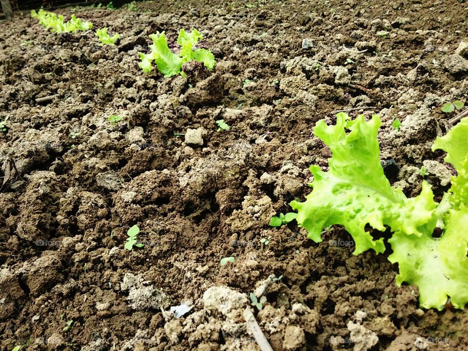 Pequenas mudas de alface