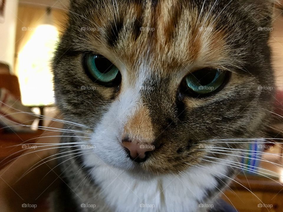 Cat that knows what it wants.