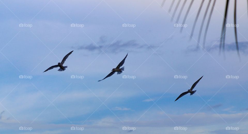 Three birds in the sky