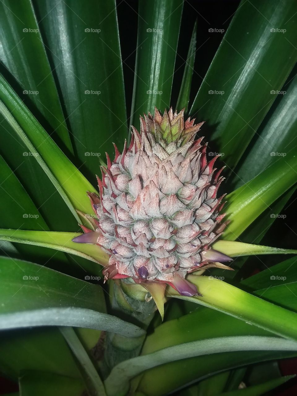 My Pinapple Plant