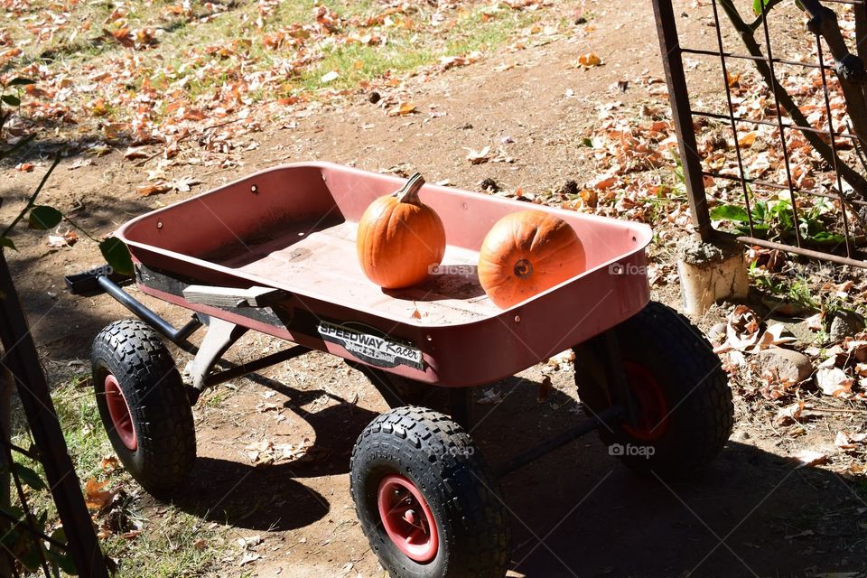 Wagon with two pumpkins 