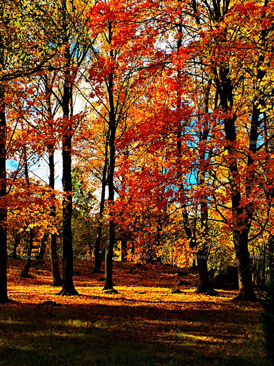 Beautiful autumn in the forest!