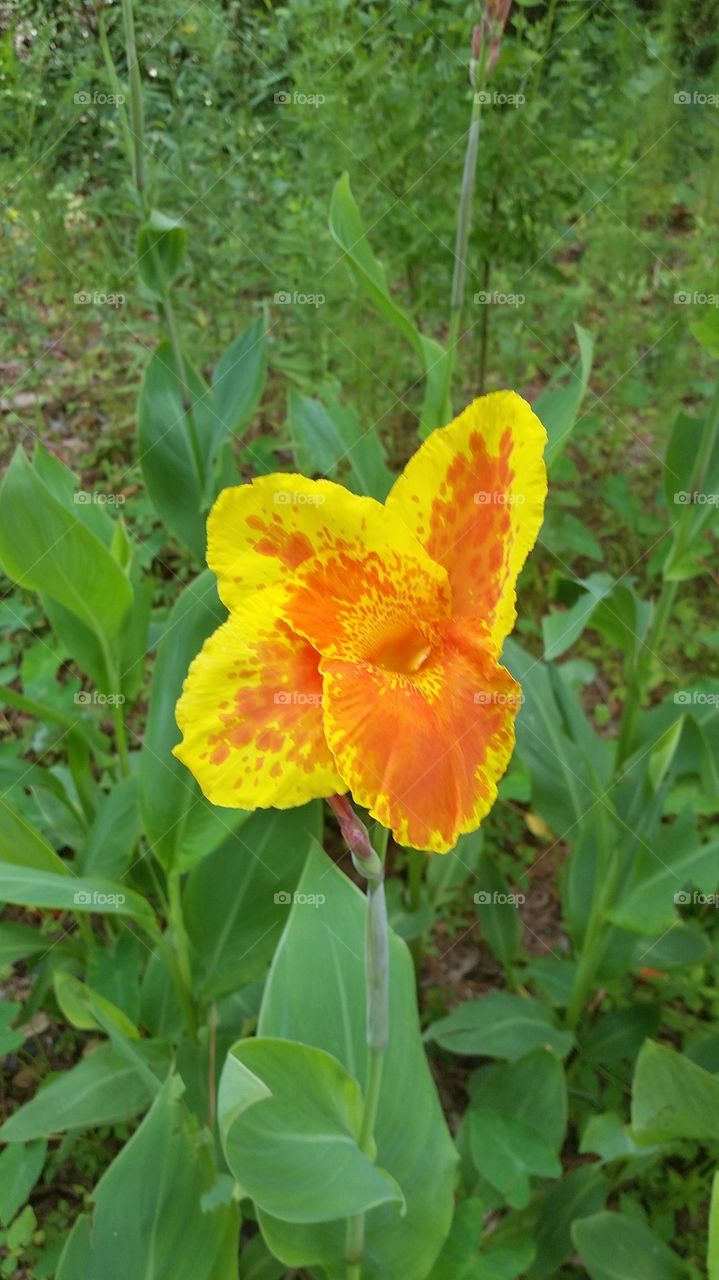 iris