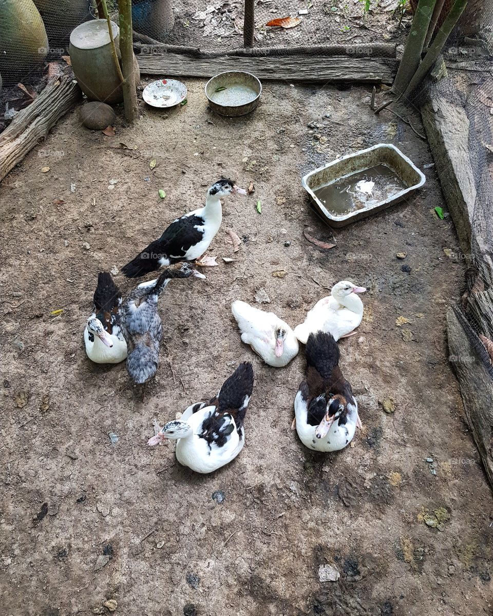 Group of ducks  in farm