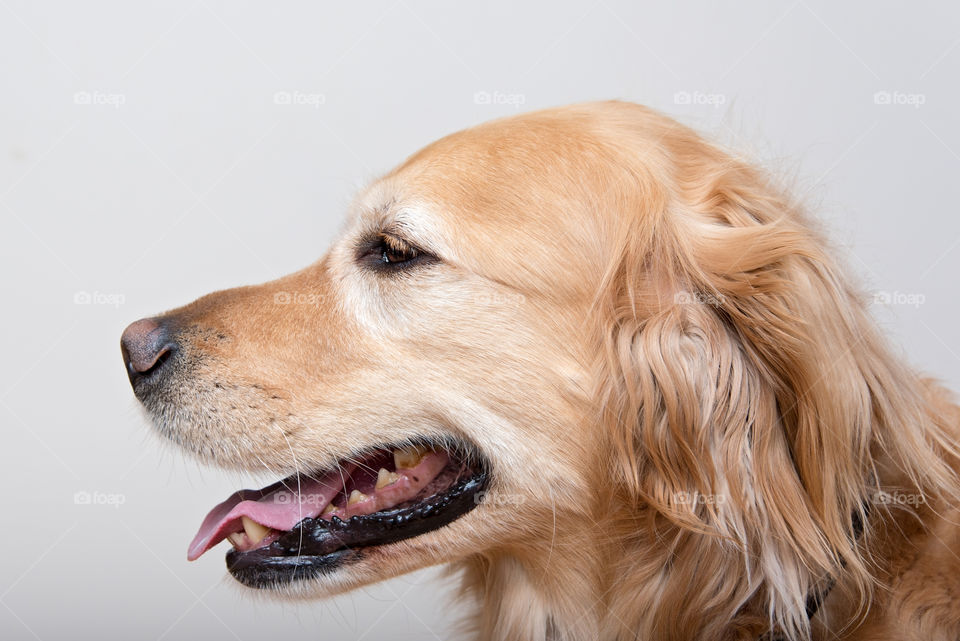 Close-up of domestic dog