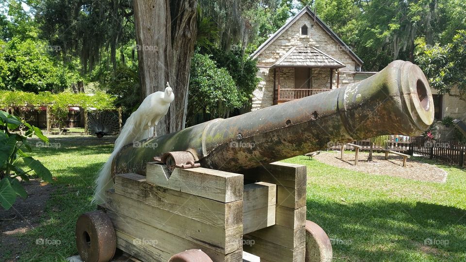 White Peacock on a cannon