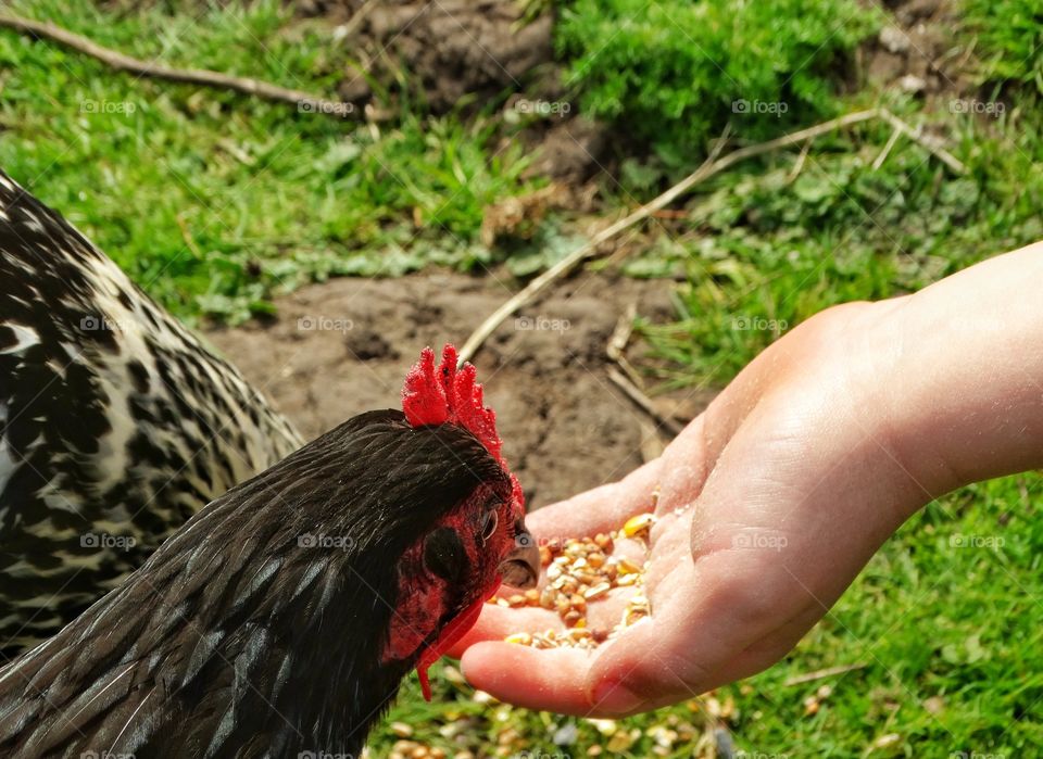 Raising Chickens
