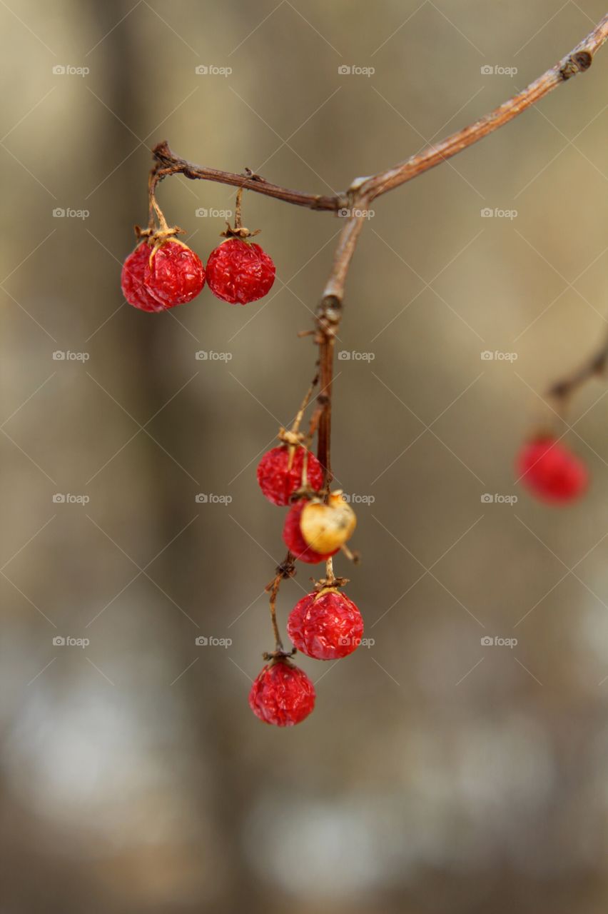 Winterberry