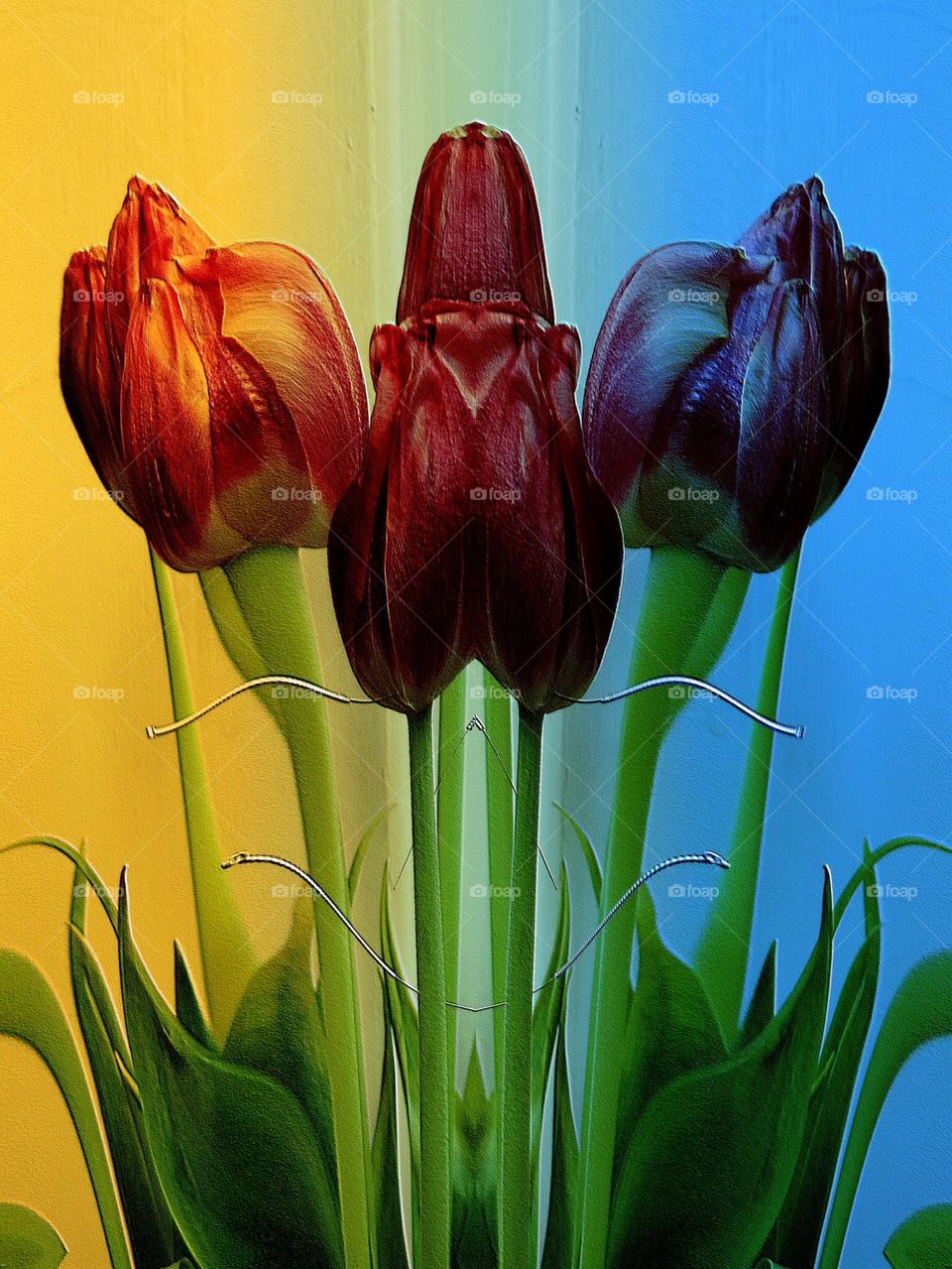 tulip