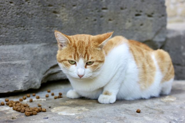 Big and cute cat