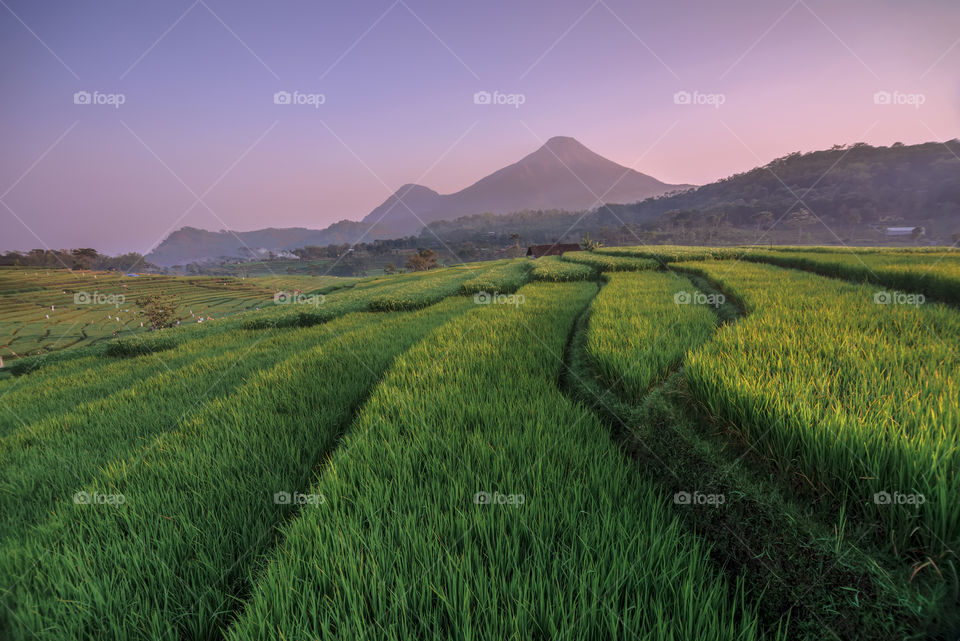 morning in selotapak farm fields