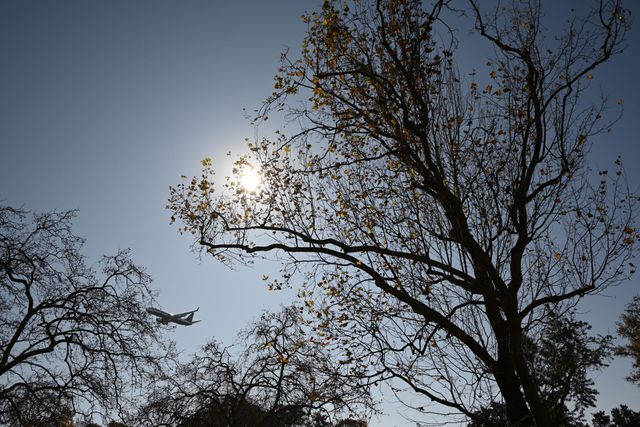 the tree embracing the sun