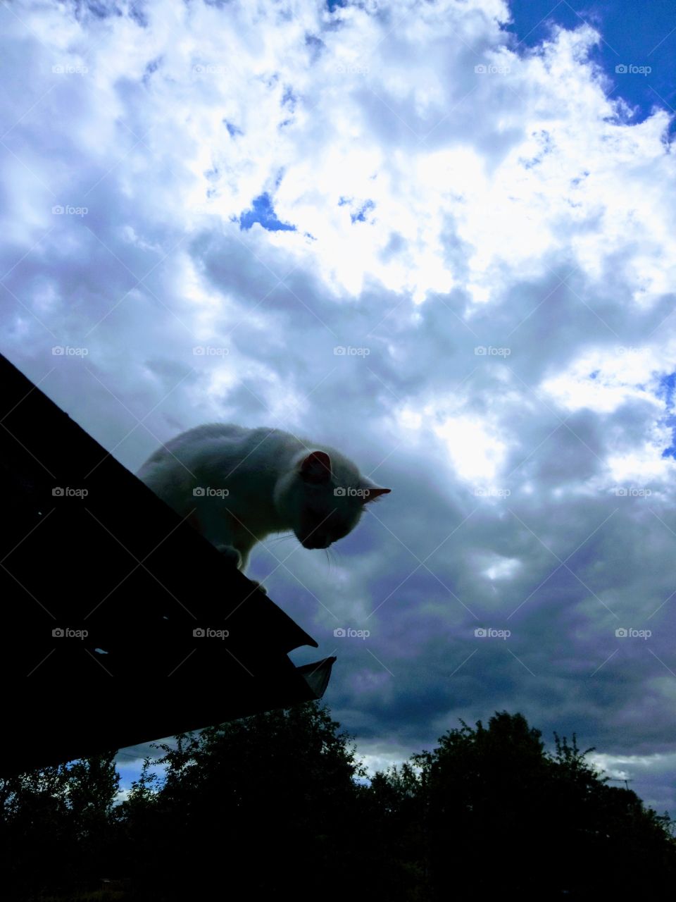 кот на крыше