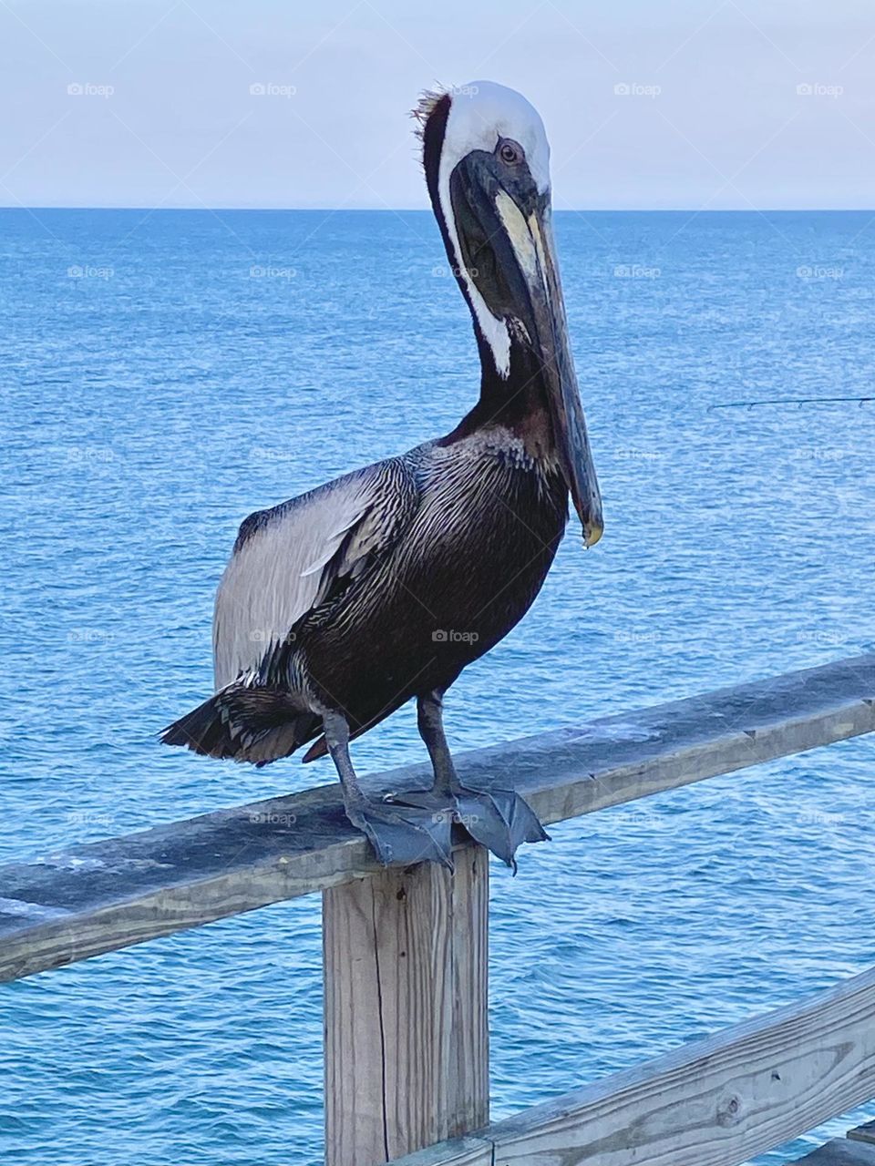 Pelican resting on the pier 