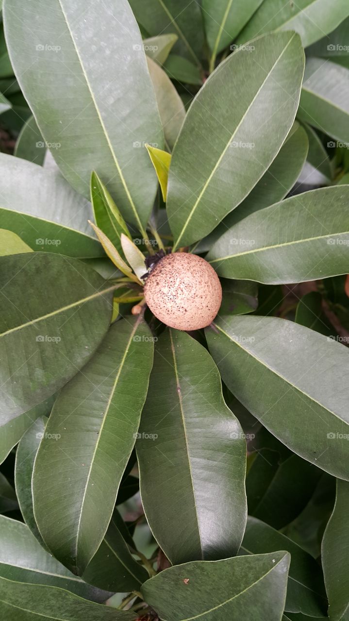 Ciku fruit from earth of Malaysia captured in the evening good of Christmas day , 25 December 2017 which is still in the stage of maturing and not ripe yet.