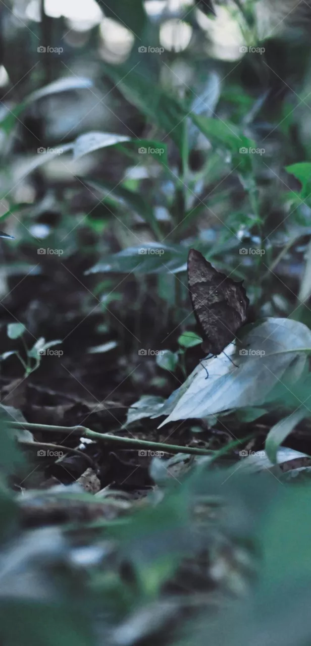 🦋