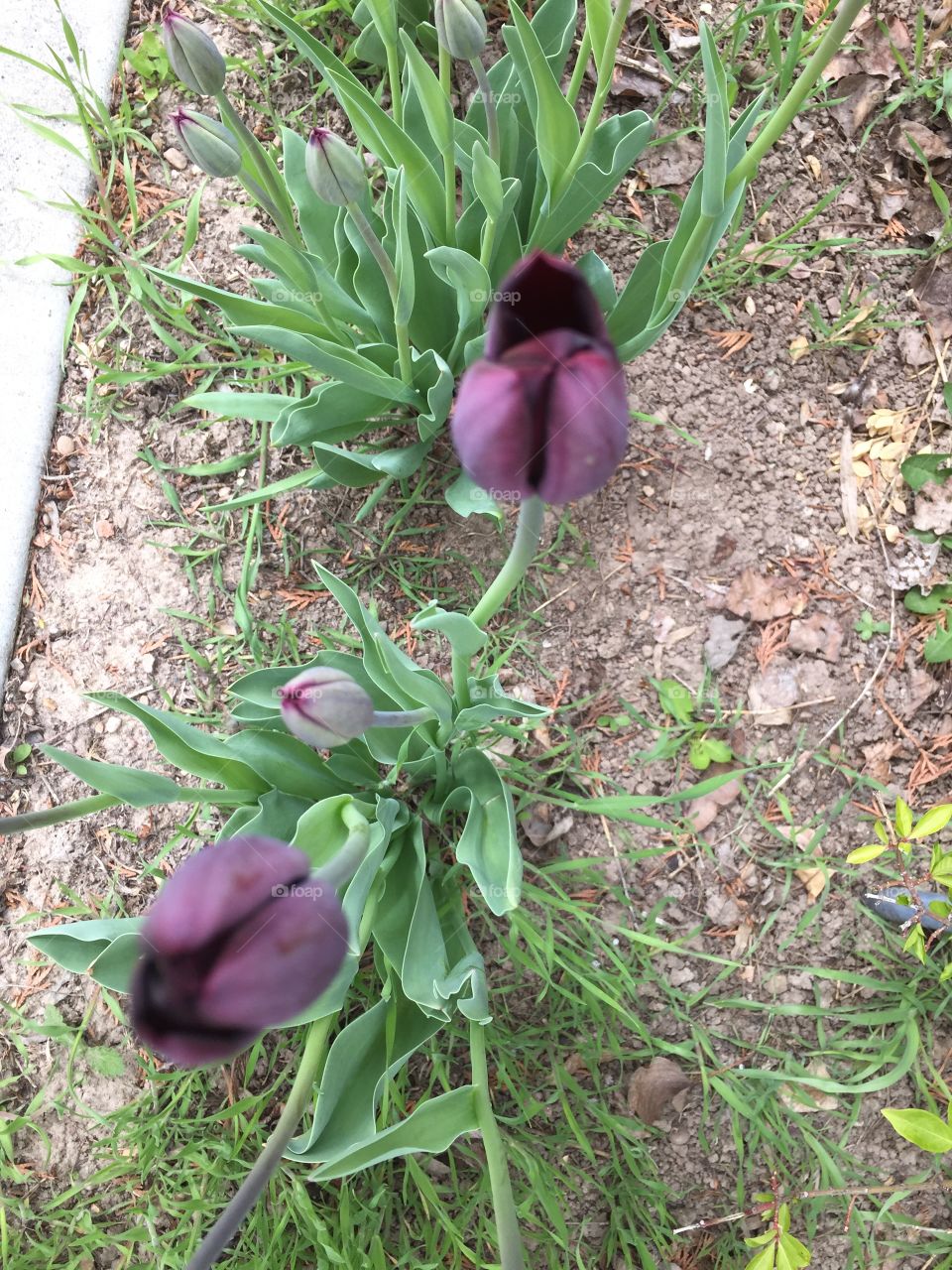 Blooming and Budding, Dark Purple Tulips