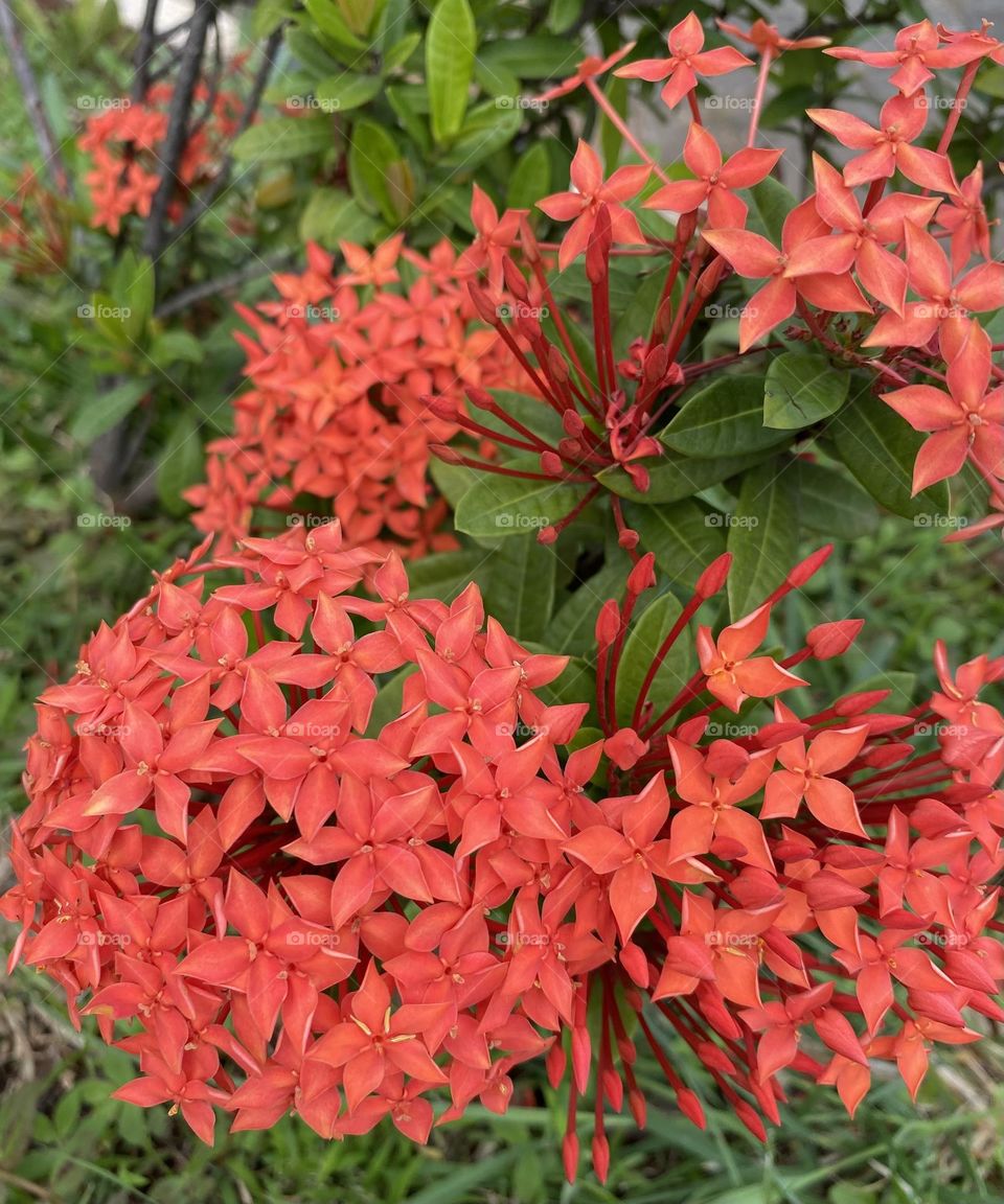 Ixora coccinea, jungle geranium