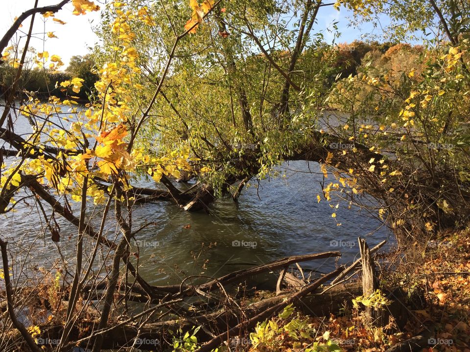 beautiful golden autumn foliage on a tree that bent low over the river