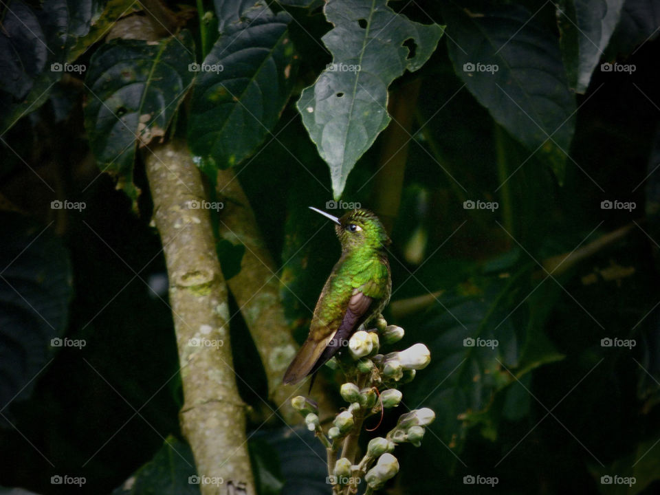 Colibrí. 