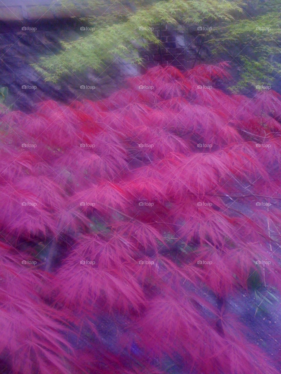 blurred mapple tree in Normandy
