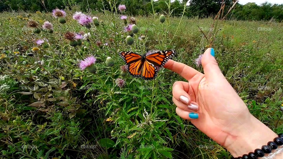 Monarch Friend