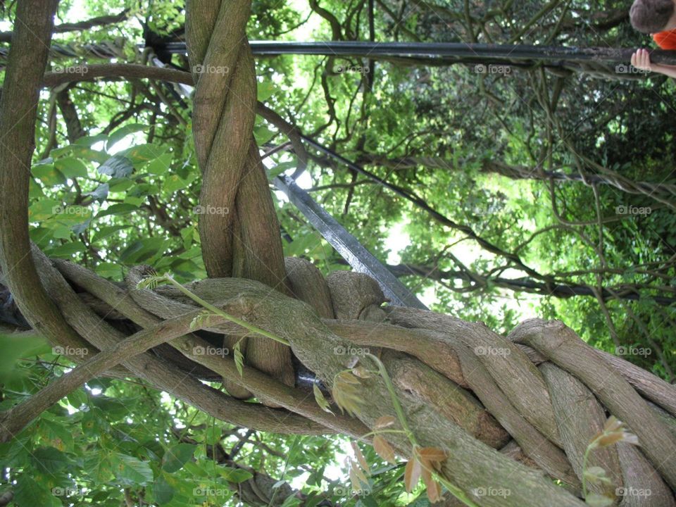 Tree nature green intertwined nativ