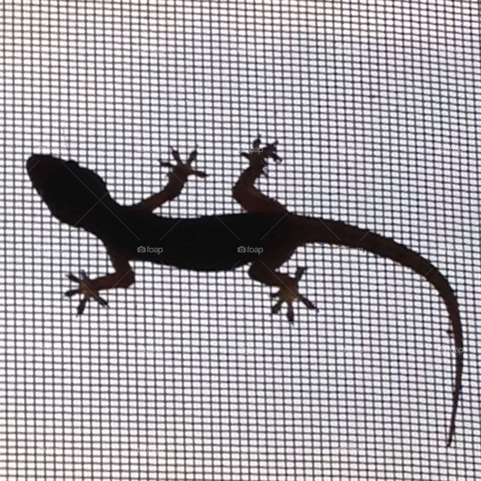 Lizard on screen