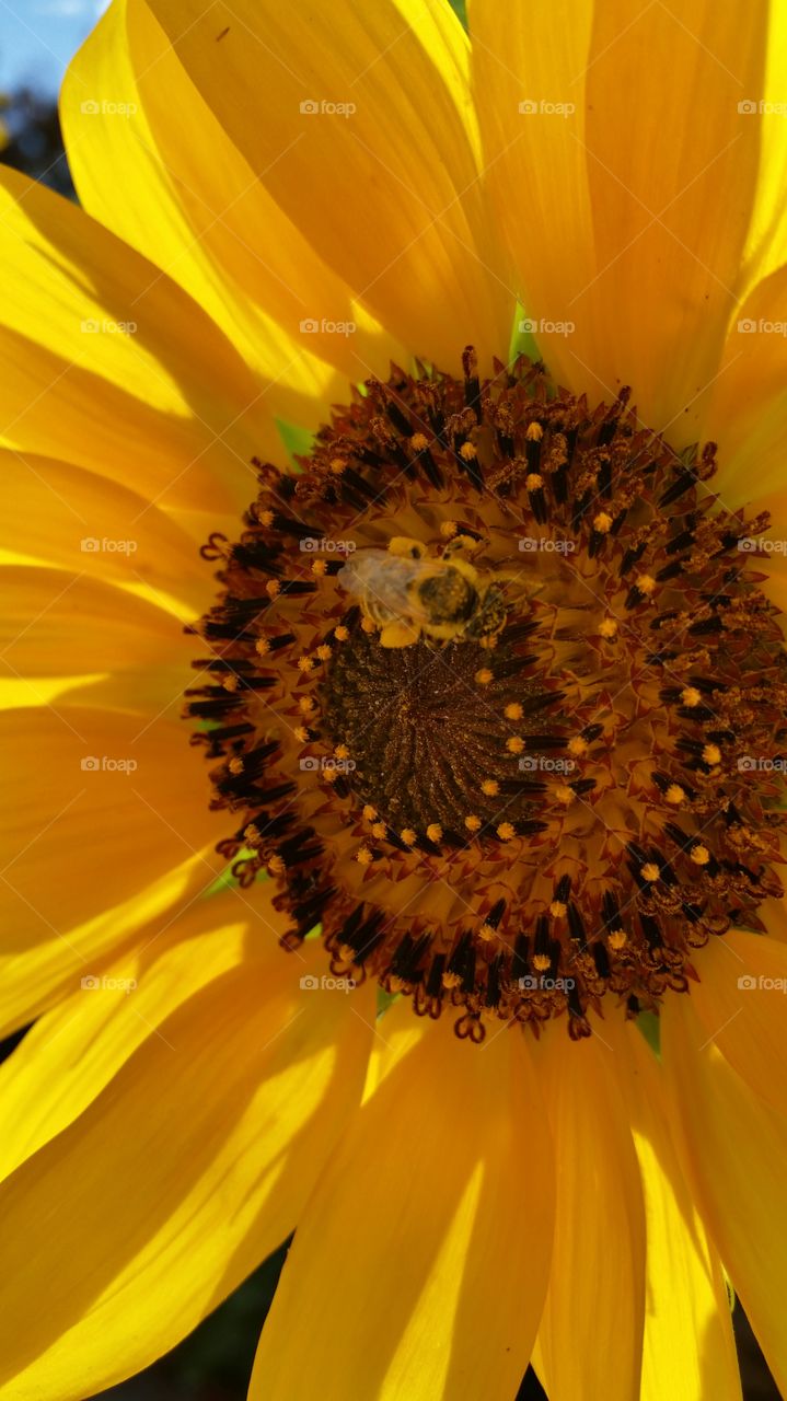 Sunflower Filtering Sunlight and Pollinating Honeybee