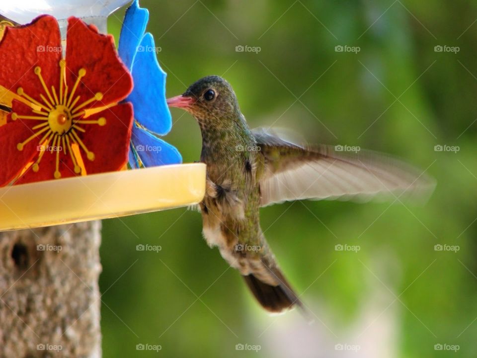 Hummingbird ♥️