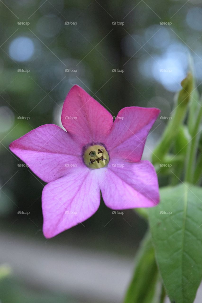 Smiling flower 