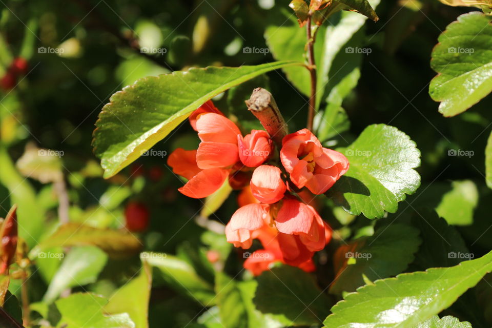 flowers