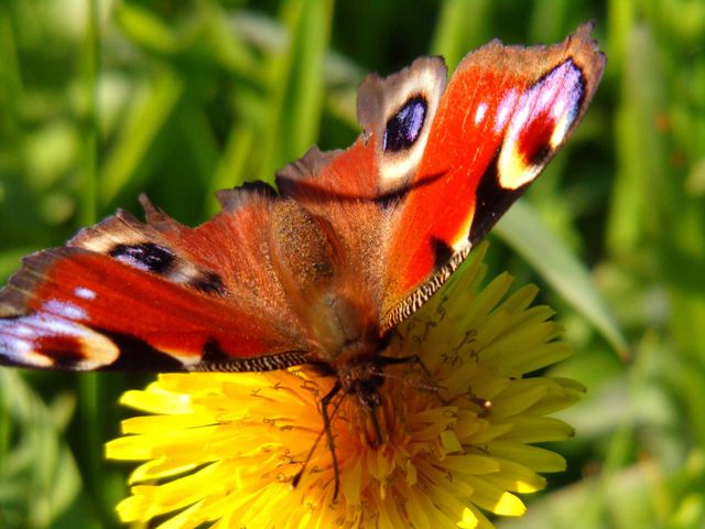 Schmetterling auf Löwenzahn Blüte