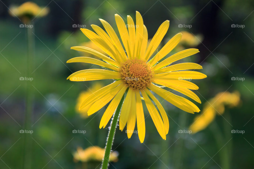 yellow daisy on a green background