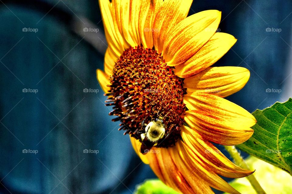 Yellow sunflower on a summer day with a bee on it 