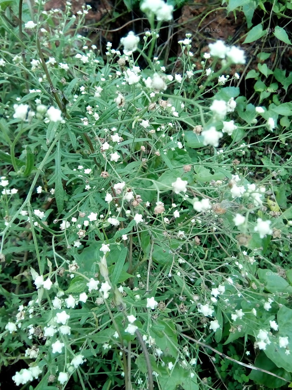 small cute grass flowers