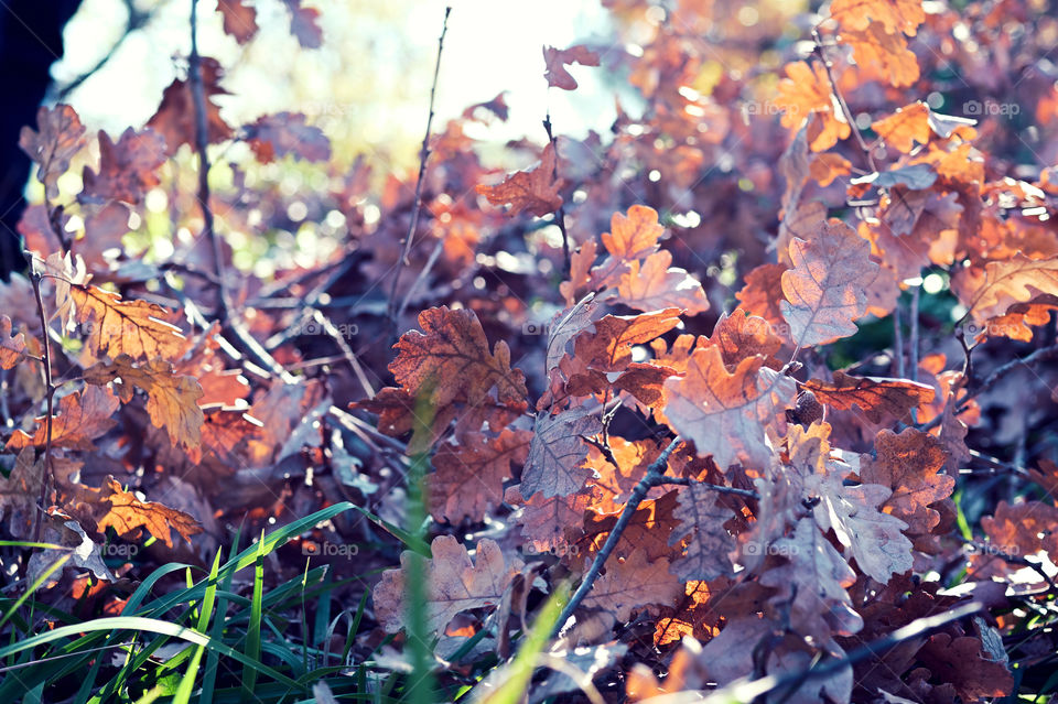 brown leaves in autumn at the park