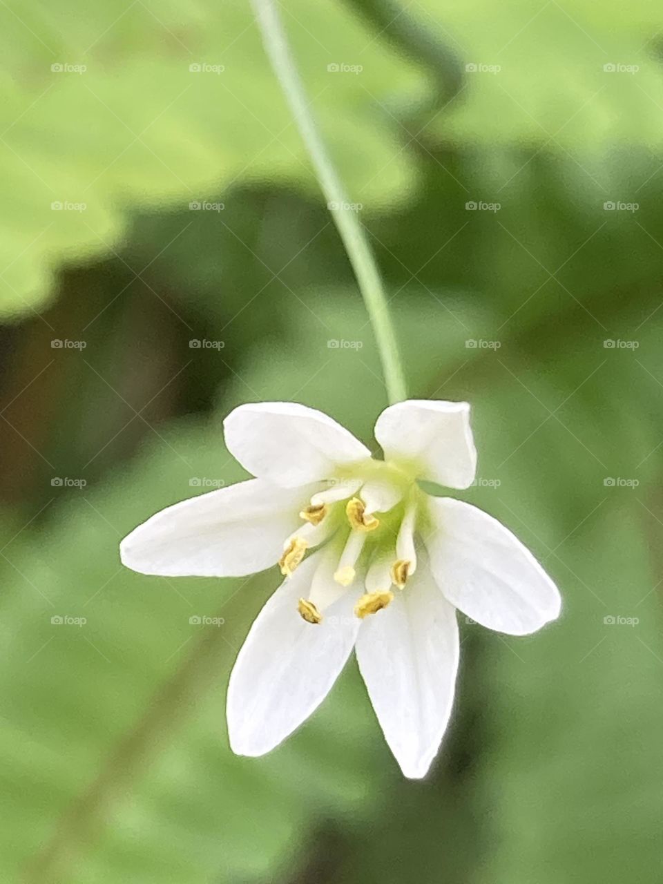 Beleza e suavidade da flor. Flor pendente no jardim, destacada de outros elementos. Da pra fazer lindo carimbo.