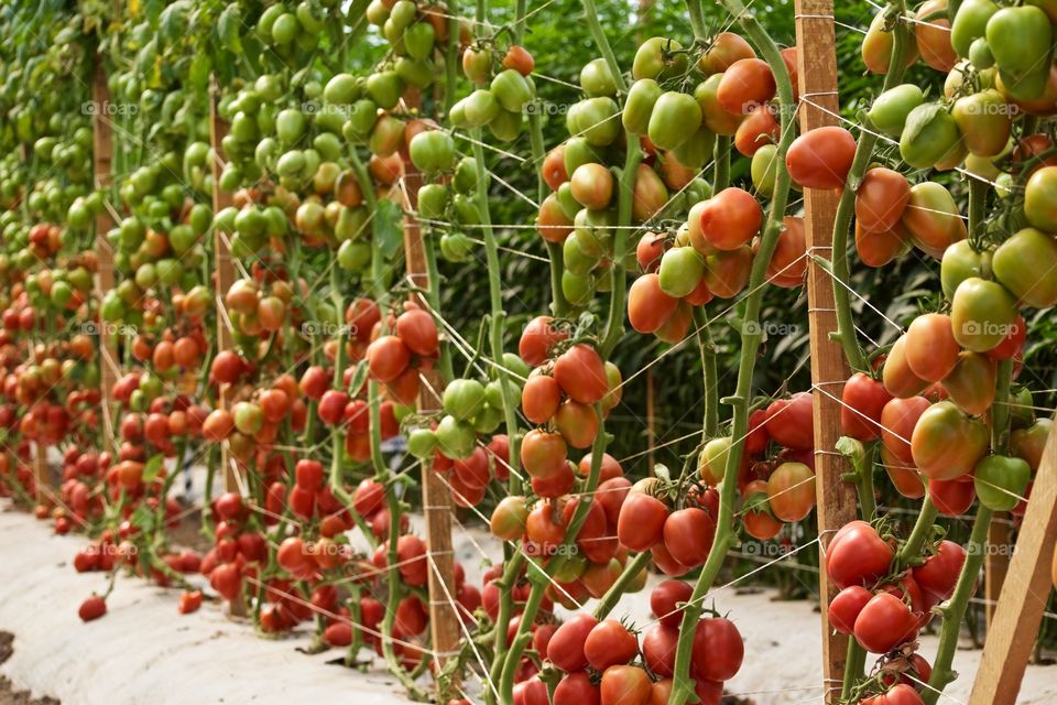 Lots of tomatoes