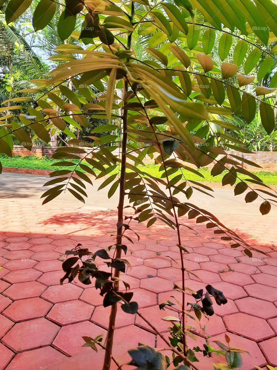 Portrait a plant