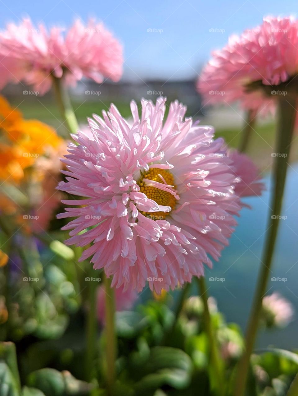 Beautiful Flowers