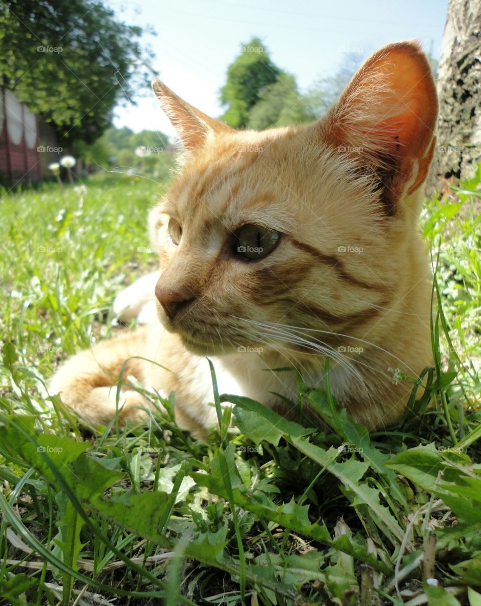 Cat, Cute, Animal, Fur, Eye