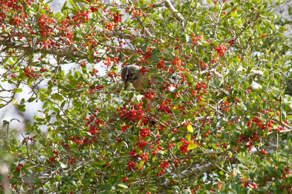 Robin in holly tree