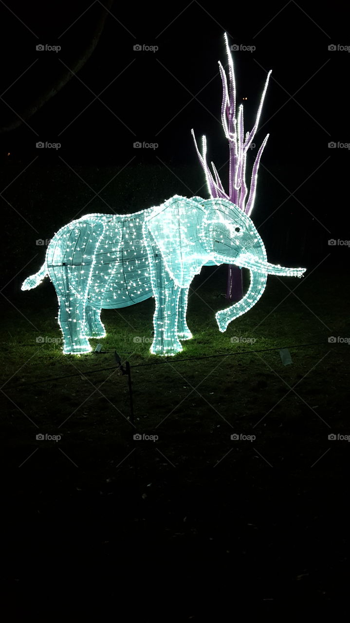 elephant in lights