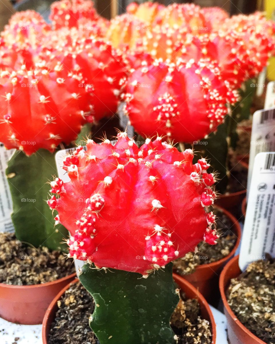 Cactus 