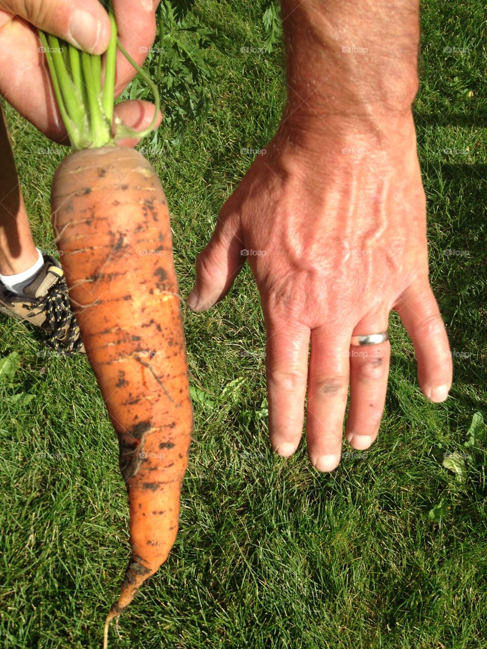 Garden harvest 