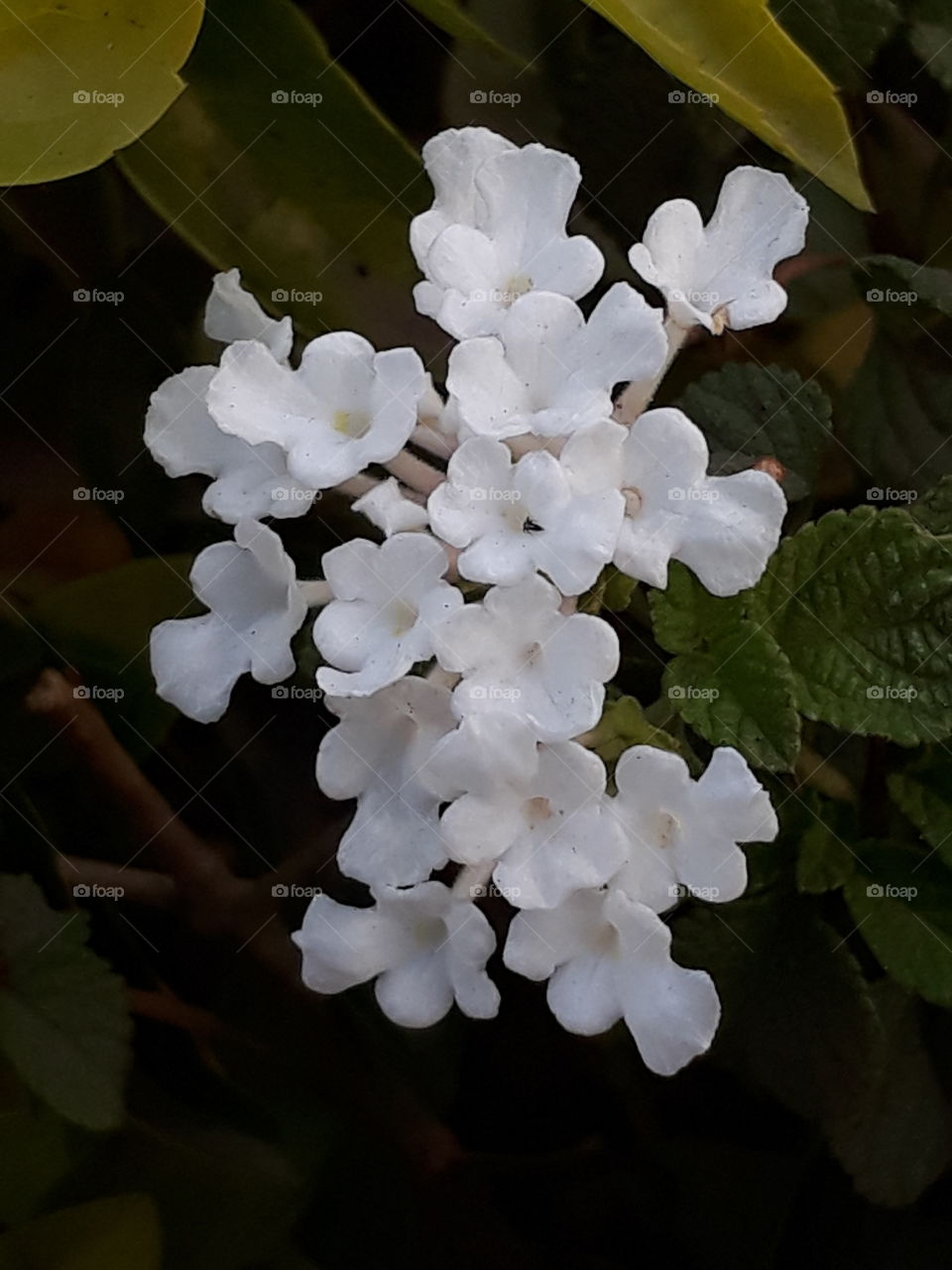 white tiny flowers