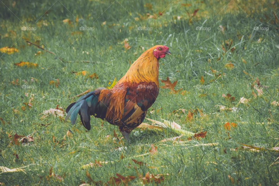 Colorful Rooster standing or walking in grass
