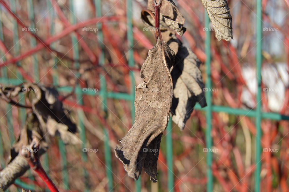 Dry leaf on the fence