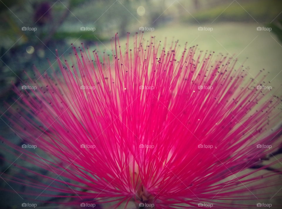 spike pink flower.